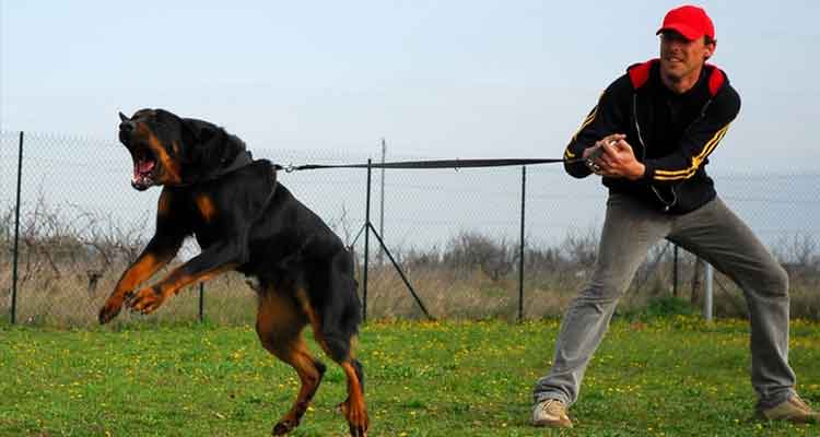 Dressage canin avec Europe Centre Canin à Rouen (76) et Dressage canin avec Europe Centre Canin à Rouen (76) et