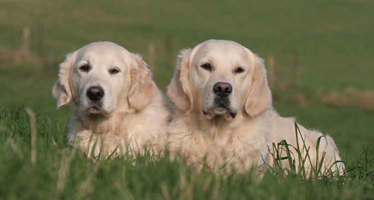Deux chiens Golden couché dans l'herbe