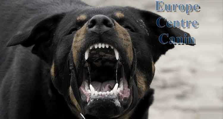 Comportementaliste & psychologue canin à Rouen,Louviers Comportementaliste & psychologue canin à Rouen,Louviers